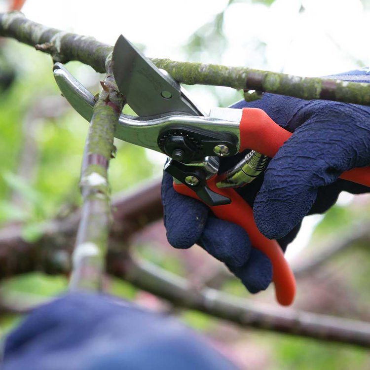 Wilkinson Sword Folding Pruner Saw & Pruner Set Wilkinson Sword Folding Pruner Saw & Pruner Set